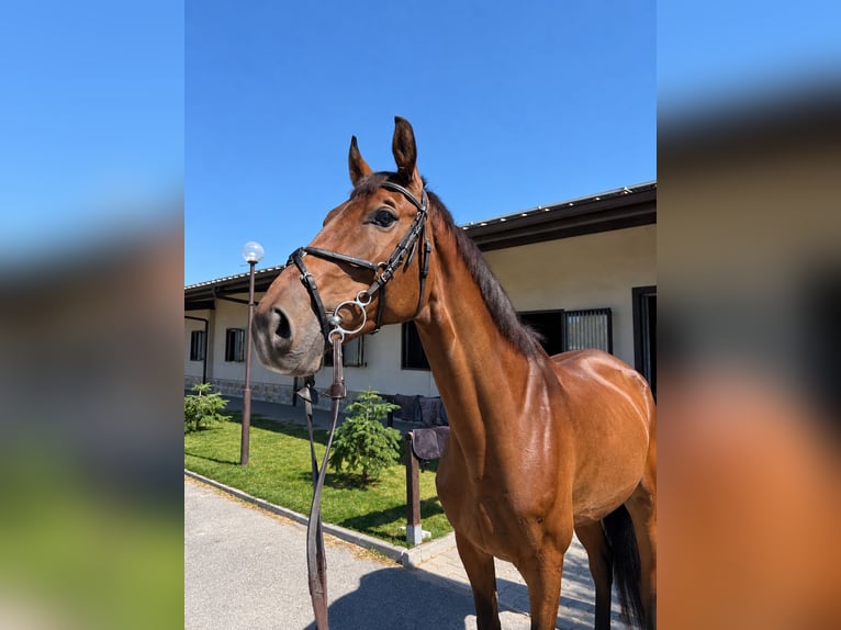 Bulgare oriental Croisé Hongre 7 Ans 173 cm Bai cerise in Sofia