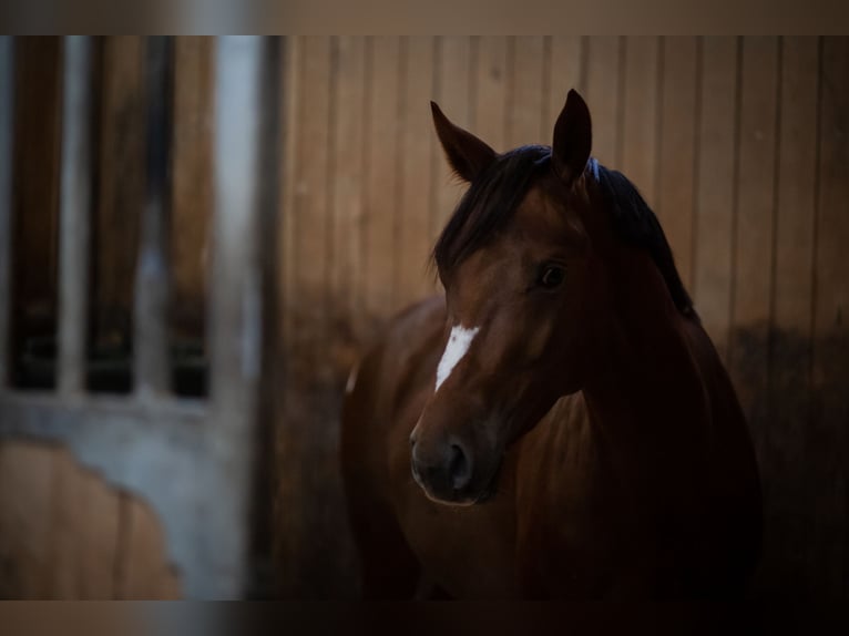 BUNTER DRESSURHENGST MIT TRAUMCHARAKTER Pinto Horse Stallone Pezzato in Achau