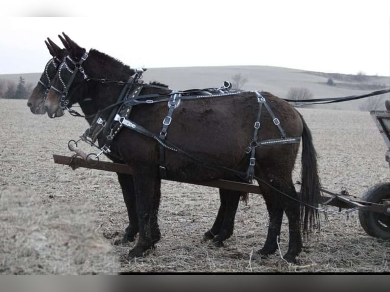 Burdégano Caballo castrado 10 años 142 cm Castaño oscuro in Ida Grove