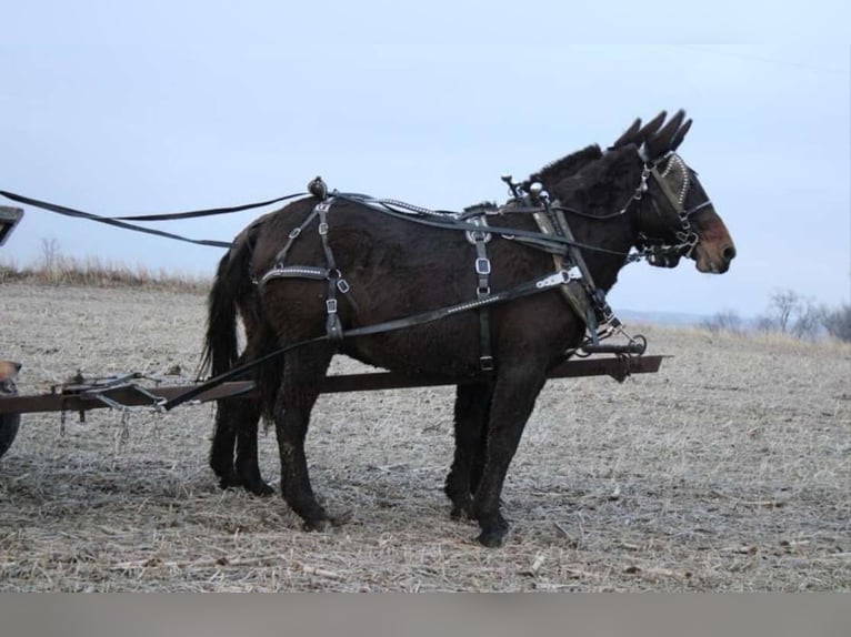 Burdégano Caballo castrado 10 años 142 cm Castaño oscuro in Ida Grove