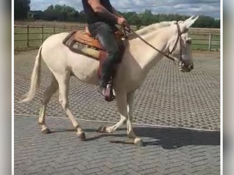 Burdégano Caballo castrado 10 años 150 cm Cremello in Bad Homburg vor der HöheBad Homburg