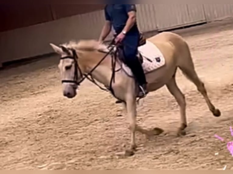 Burdégano Caballo castrado 10 años 150 cm Cremello in Bad Homburg vor der HöheBad Homburg