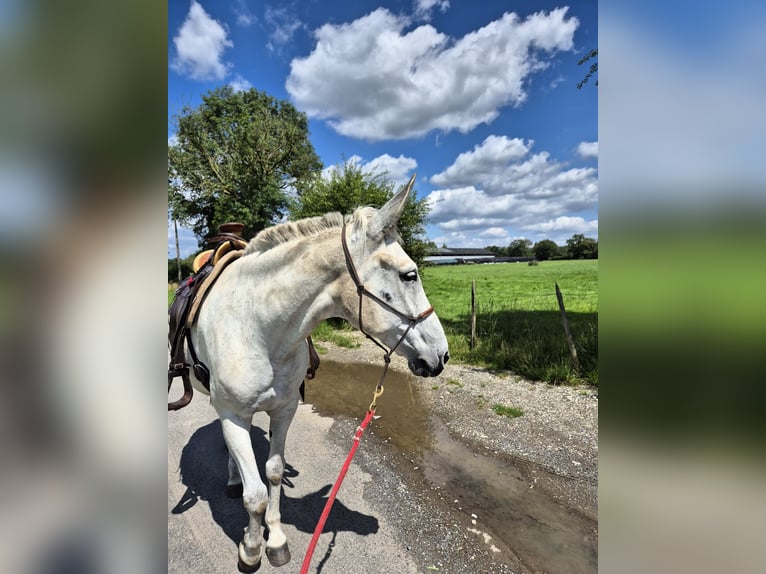 Burdégano Caballo castrado 10 años 160 cm Tordo in Aalten