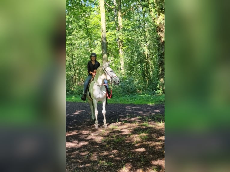 Burdégano Caballo castrado 10 años 160 cm Tordo in Aalten