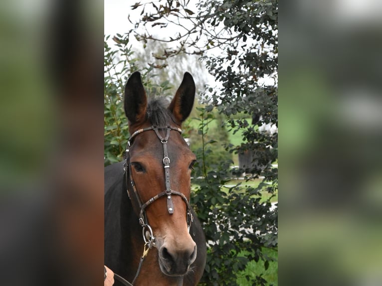 Burdégano Caballo castrado 11 años 142 cm Castaño in Arnstorf