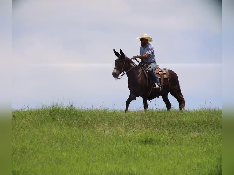 Burdégano Caballo castrado 11 años 145 cm Negro in Grand Saline, TX