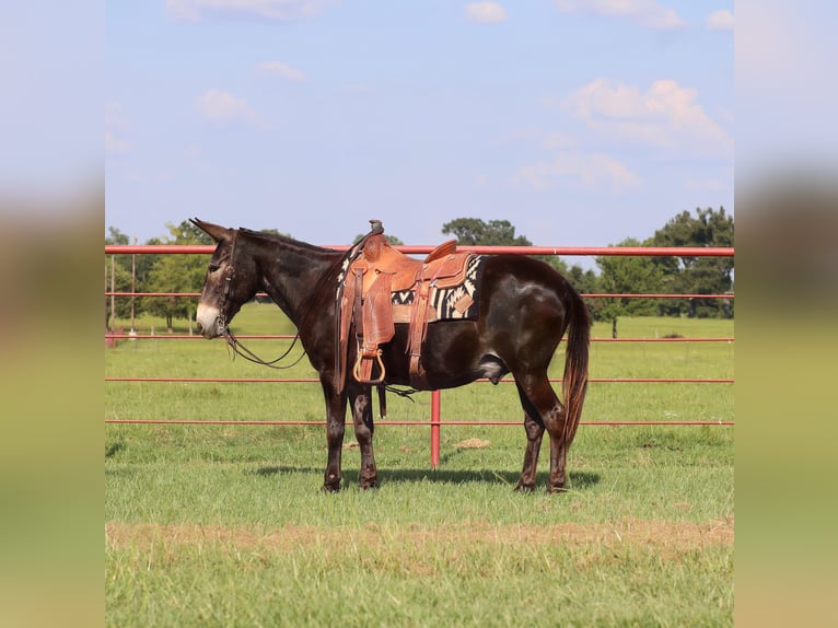 Burdégano Caballo castrado 11 años 145 cm Negro in Grand Saline, TX