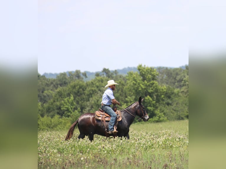 Burdégano Caballo castrado 11 años 145 cm Negro in Grand Saline, TX