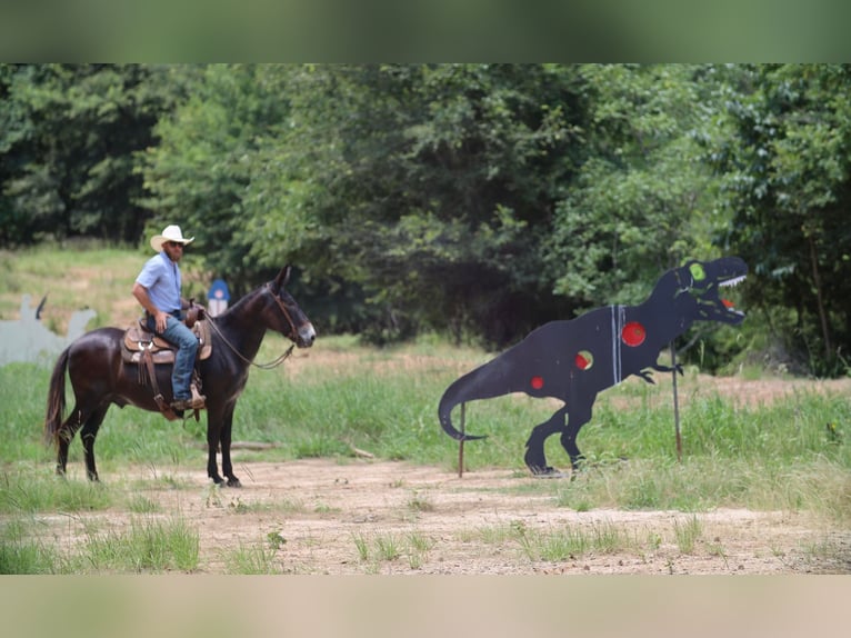 Burdégano Caballo castrado 11 años 145 cm Negro in Grand Saline, TX