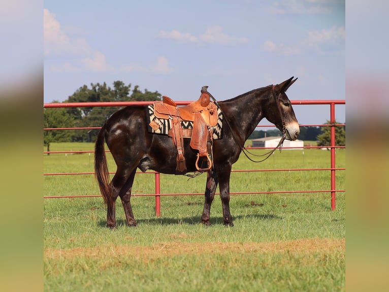 Burdégano Caballo castrado 11 años 145 cm Negro in Grand Saline, TX