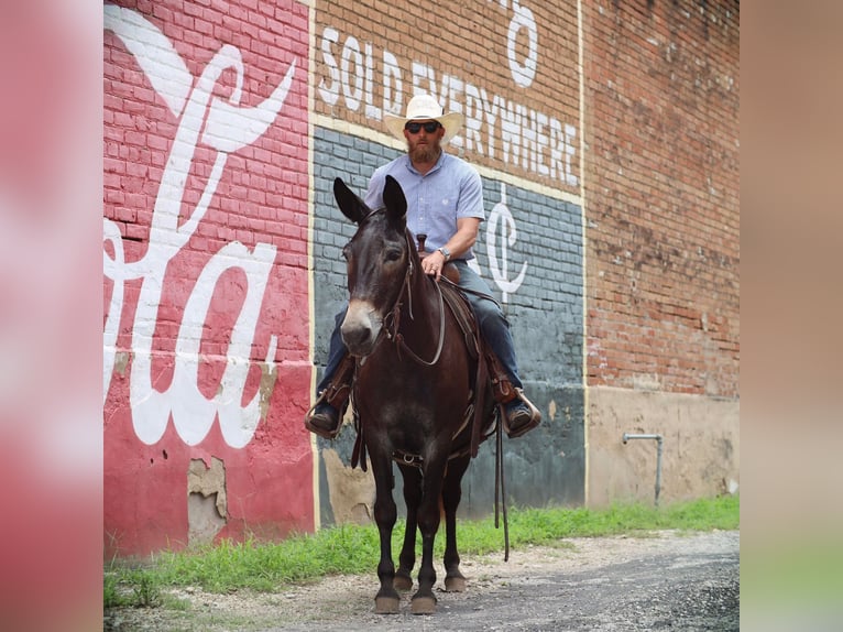 Burdégano Caballo castrado 11 años 145 cm Negro in Grand Saline, TX