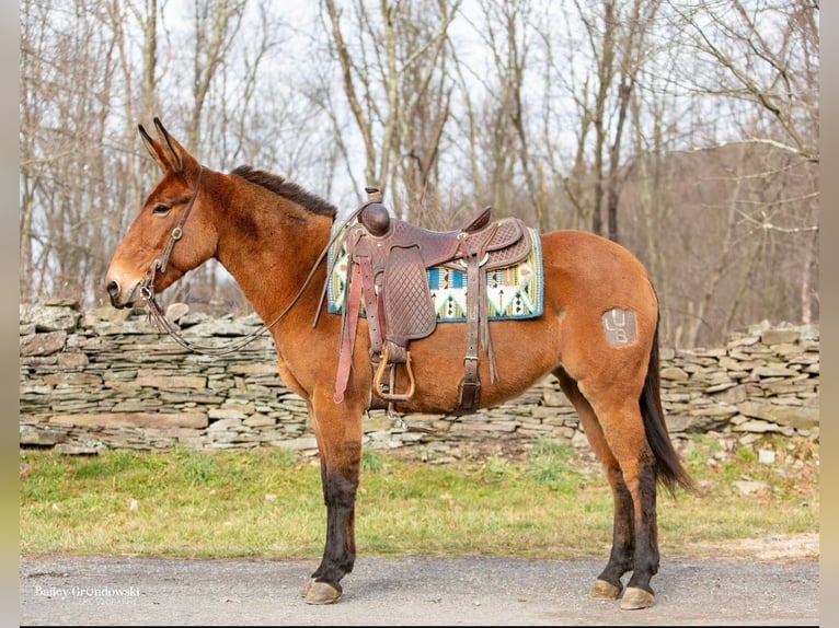 Burdégano Caballo castrado 11 años 150 cm Bayo in Everette PA