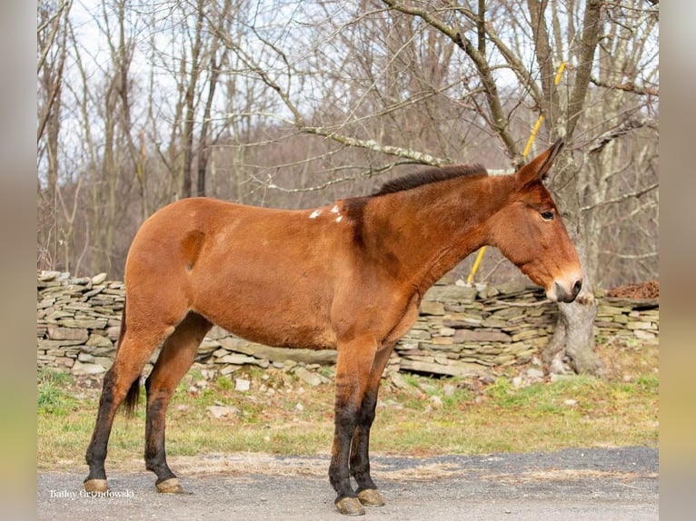 Burdégano Caballo castrado 11 años 150 cm Bayo in Everette PA