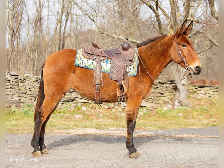 Burdégano Caballo castrado 11 años 150 cm Bayo in Everette PA