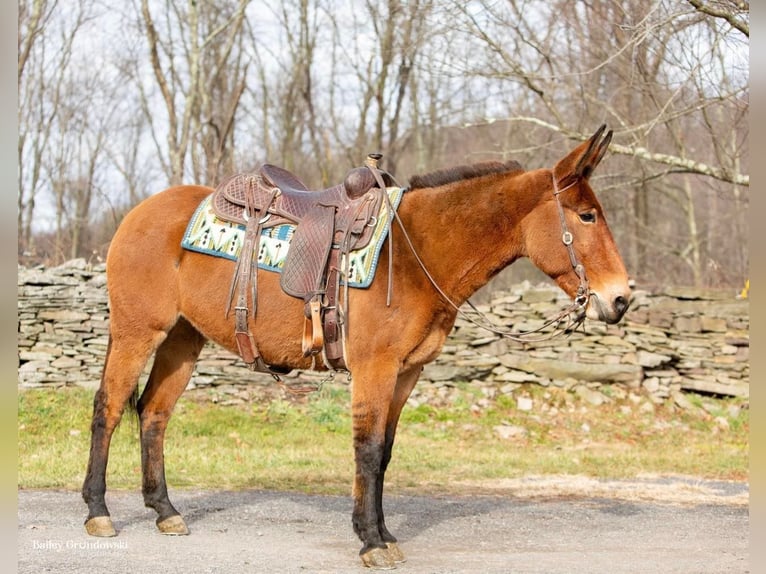 Burdégano Caballo castrado 11 años 150 cm Bayo in Everette PA