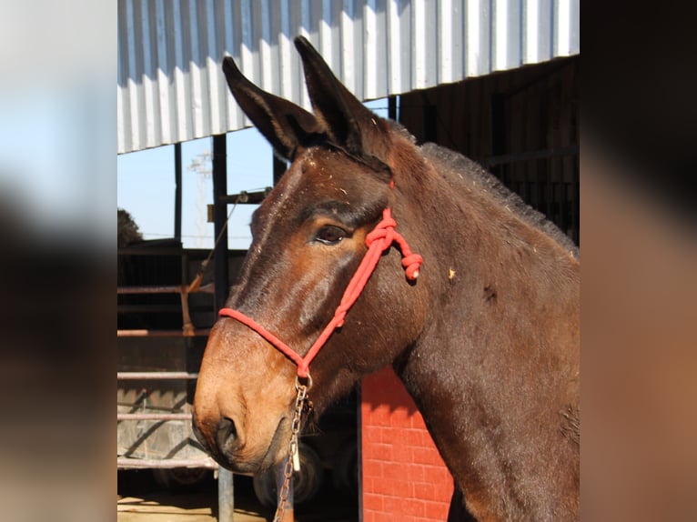 Burdégano Caballo castrado 11 años 157 cm Castaño in Vejer de la Frontera