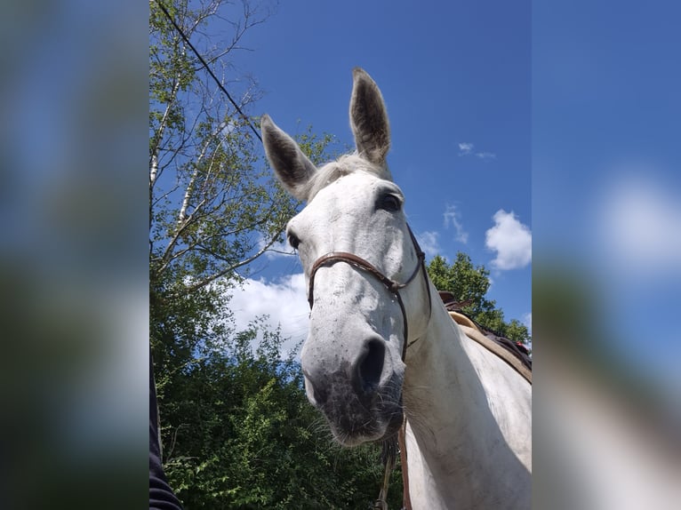 Burdégano Caballo castrado 11 años 160 cm Tordo in Aalten