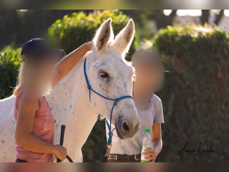 Burdégano Caballo castrado 15 años 142 cm Tordo picazo in Herzogenaurach