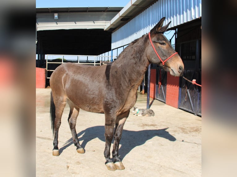 Burdégano Caballo castrado 15 años 152 cm Castaño in Vejer de la Frontera