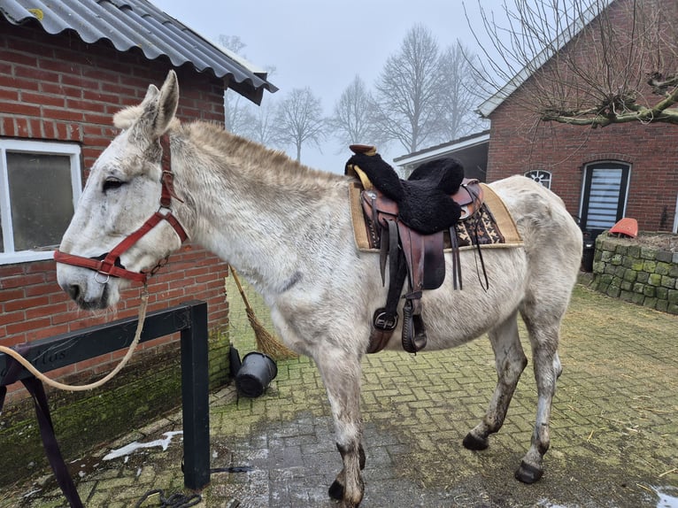 Burdégano Caballo castrado 15 años 175 cm Tordo in Aalten