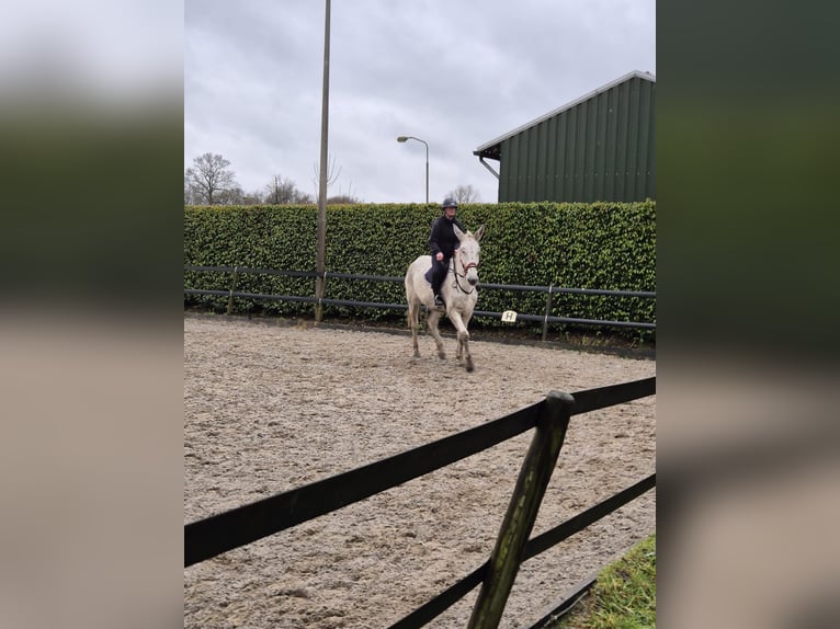 Burdégano Caballo castrado 15 años 175 cm Tordo in Aalten