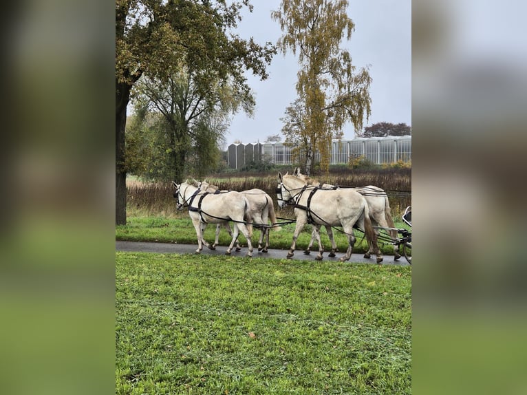 Burdégano Caballo castrado 15 años 175 cm Tordo in Aalten