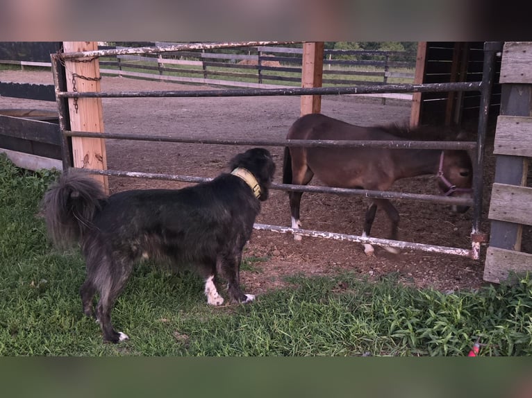 Burdégano Caballo castrado 2 años Castaño oscuro in Mokena