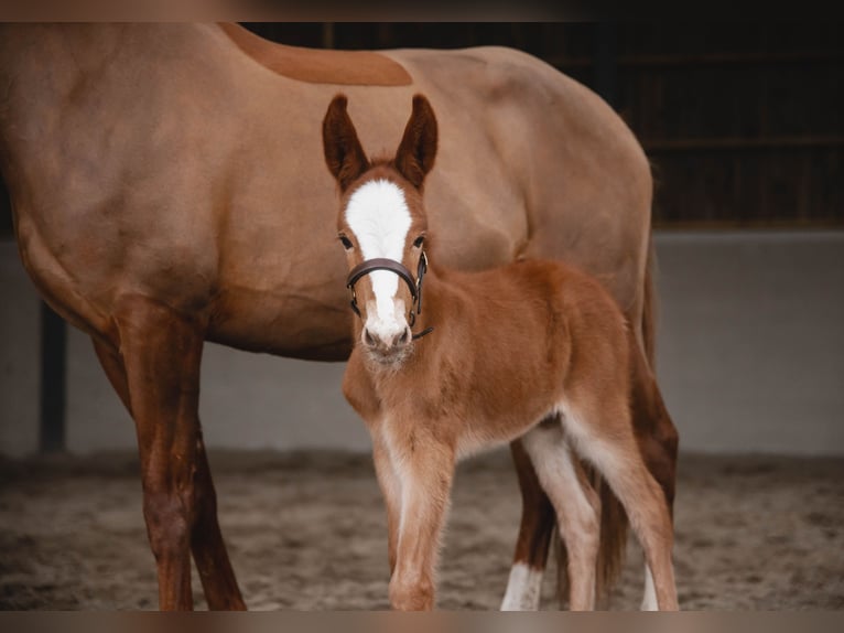Burdégano Caballo castrado 4 años 145 cm Alazán-tostado in Mettet