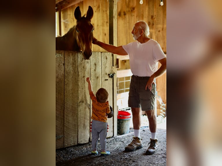 Burdégano Caballo castrado 4 años 152 cm Ruano alazán in Maryville