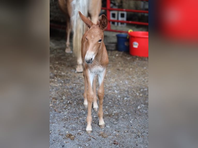 Burdégano Caballo castrado 4 años 152 cm Ruano alazán in Maryville