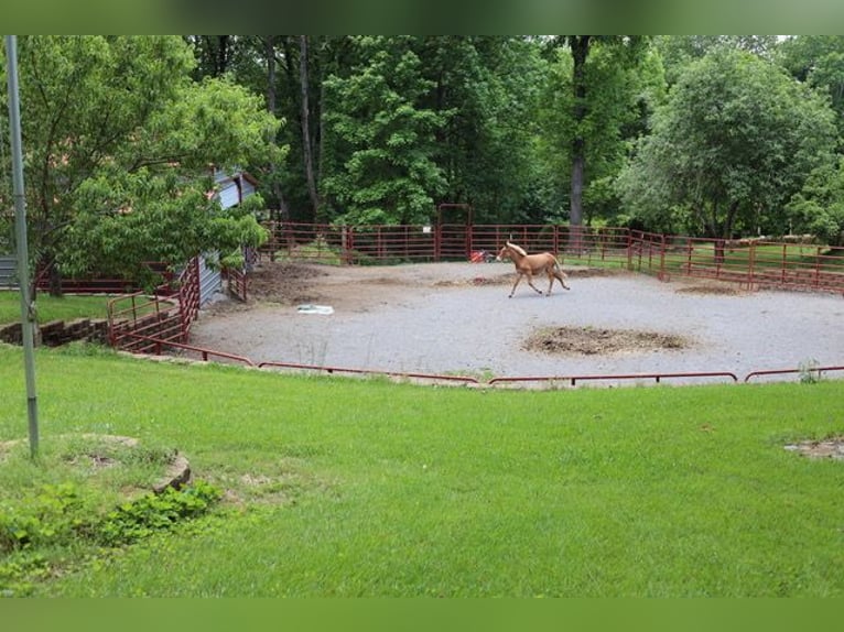 Burdégano Caballo castrado 4 años 152 cm Ruano alazán in Maryville