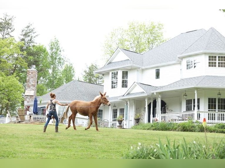 Burdégano Caballo castrado 4 años 152 cm Ruano alazán in Maryville