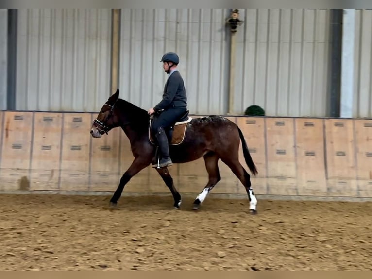 Burdégano Caballo castrado 4 años 154 cm Red Dun/Cervuno in Neustadt (Wied)