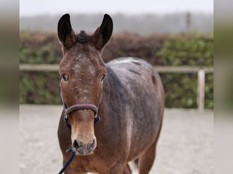 Burdégano Caballo castrado 4 años 154 cm Red Dun/Cervuno in Neustadt (Wied)