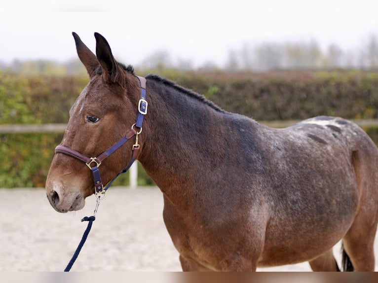 Burdégano Caballo castrado 4 años 154 cm Red Dun/Cervuno in Neustadt (Wied)