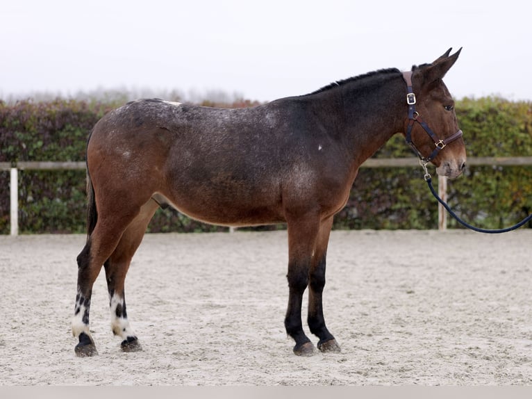 Burdégano Caballo castrado 4 años 154 cm Red Dun/Cervuno in Neustadt (Wied)