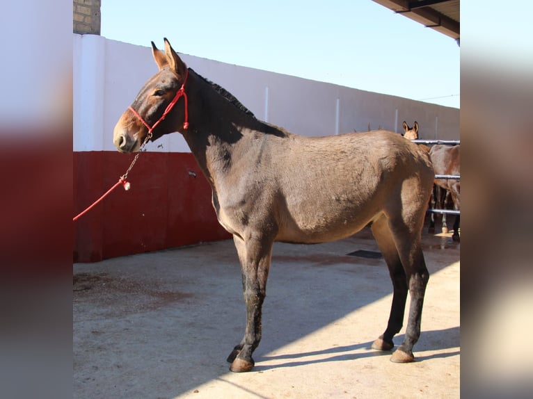 Burdégano Caballo castrado 4 años 160 cm Castaño in Vejer de la Frontera