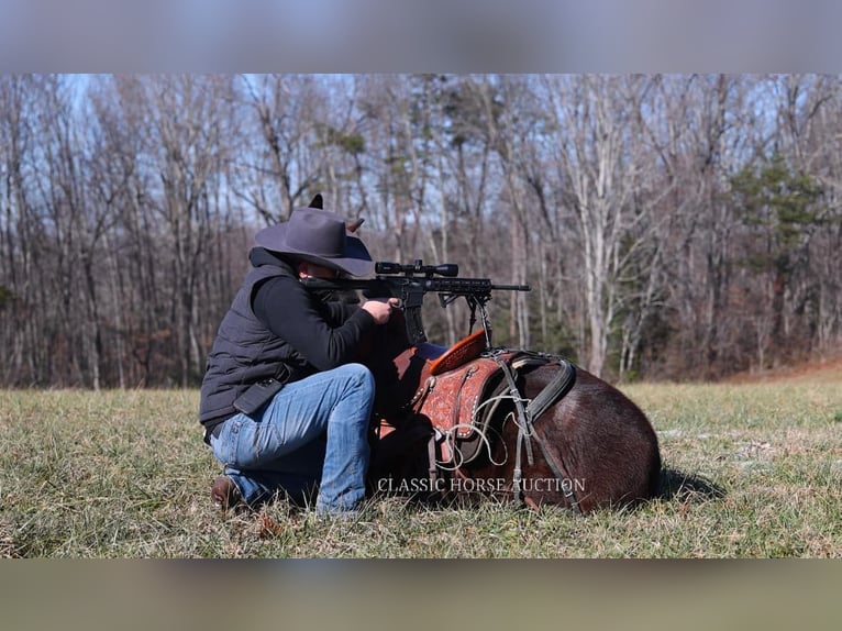 Burdégano Caballo castrado 5 años 142 cm Castaño rojizo in Whitley City