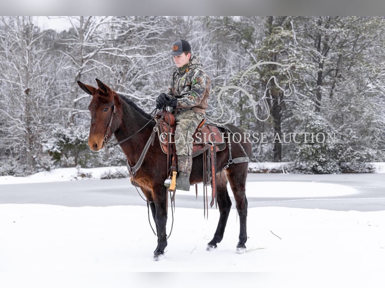 Burdégano Caballo castrado 5 años 142 cm Castaño rojizo in Whitley City