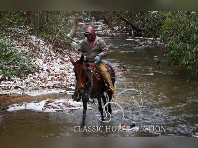 Burdégano Caballo castrado 5 años 142 cm Castaño rojizo in Whitley City