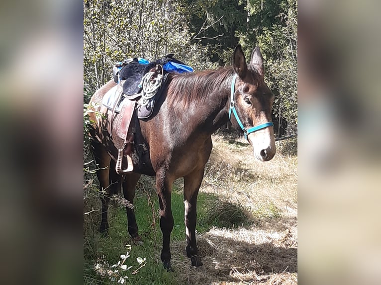 Burdégano Caballo castrado 6 años 158 cm Castaño in Ampflwang-im-hausruckwald