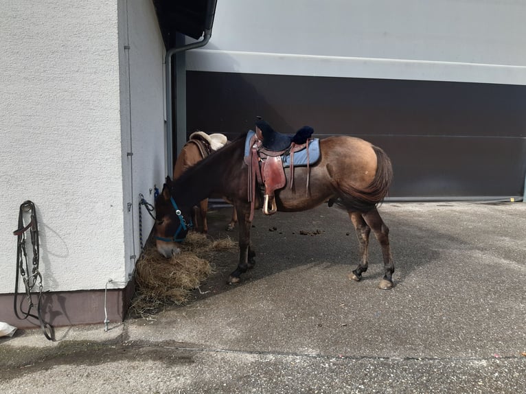 Burdégano Caballo castrado 6 años 158 cm Castaño in Ampflwang-im-hausruckwald