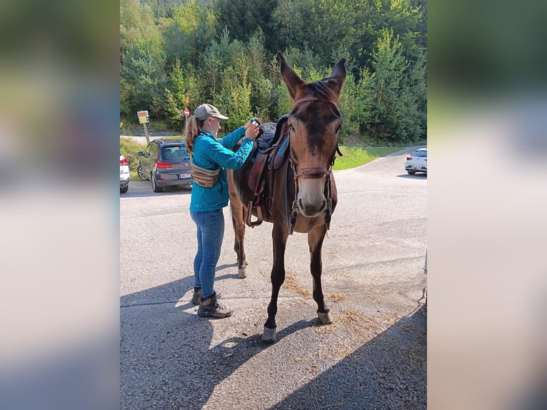 Burdégano Caballo castrado 6 años 158 cm Castaño in Ampflwang-im-hausruckwald