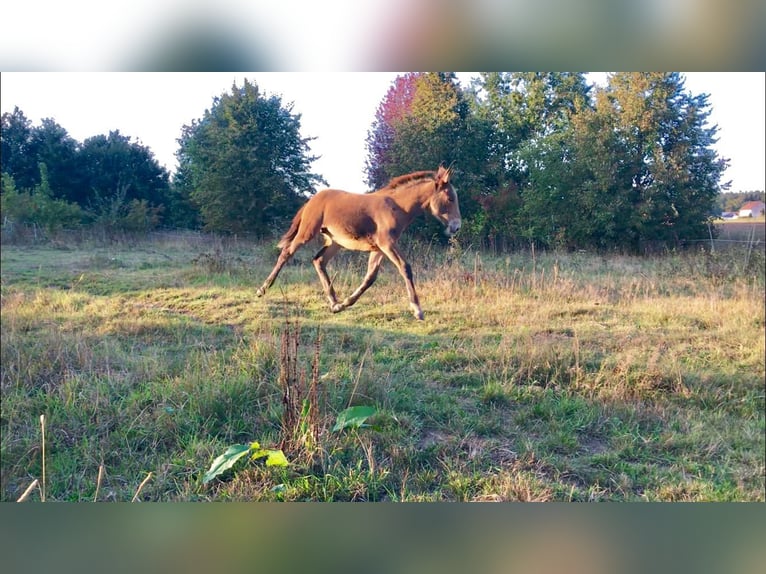 Burdégano Caballo castrado 6 años 158 cm Castaño in Ampflwang-im-hausruckwald