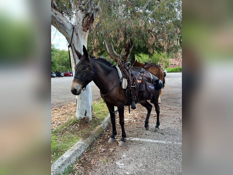 Burdégano Caballo castrado 7 años 145 cm Castaño in Llucmajor