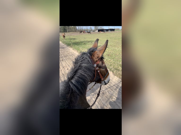 Burdégano Caballo castrado 7 años 155 cm Castaño in Michendorf