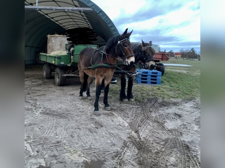 Burdégano Caballo castrado 7 años 155 cm Castaño in Michendorf