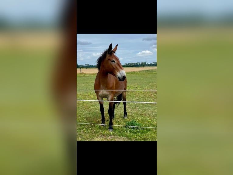 Burdégano Caballo castrado 7 años 155 cm Castaño in Michendorf