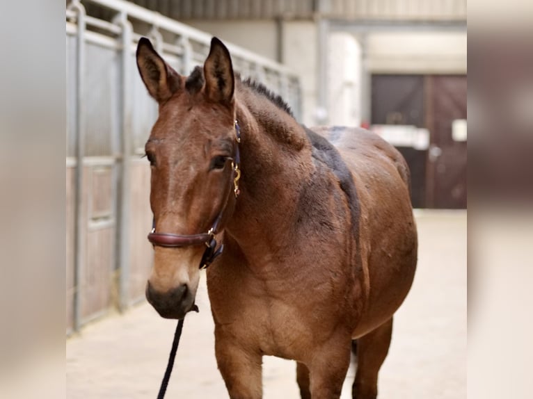 Burdégano Caballo castrado 7 años 156 cm Castaño in Neustadt (Wied)