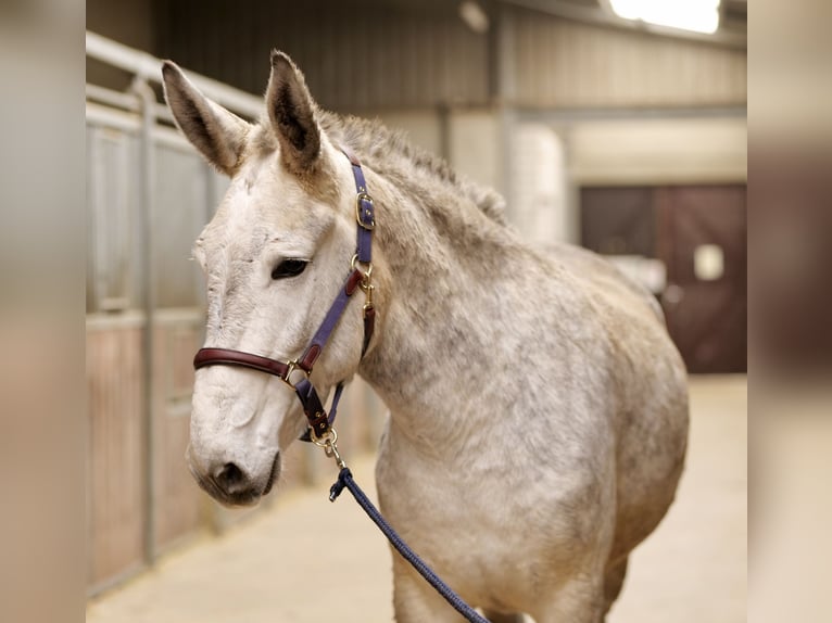 Burdégano Caballo castrado 7 años 158 cm Tordo in Neustadt (Wied)